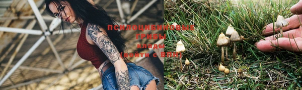 PSILOCYBIN Вяземский